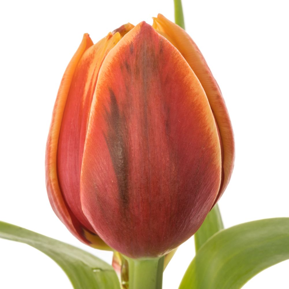 Tulpe rot/gelb doppel Congo 40 Gramm