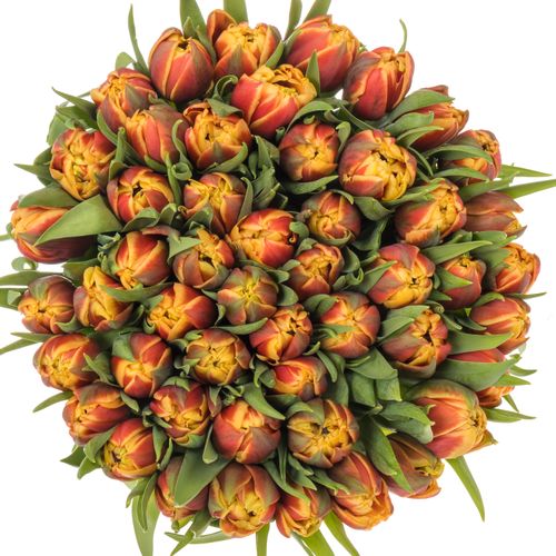 Tulpe rot/gelb doppel Congo 40 Gramm