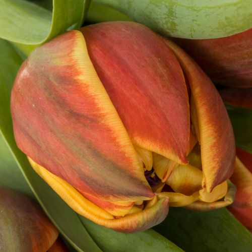 Tulpe rot/gelb doppel Congo 40 Gramm