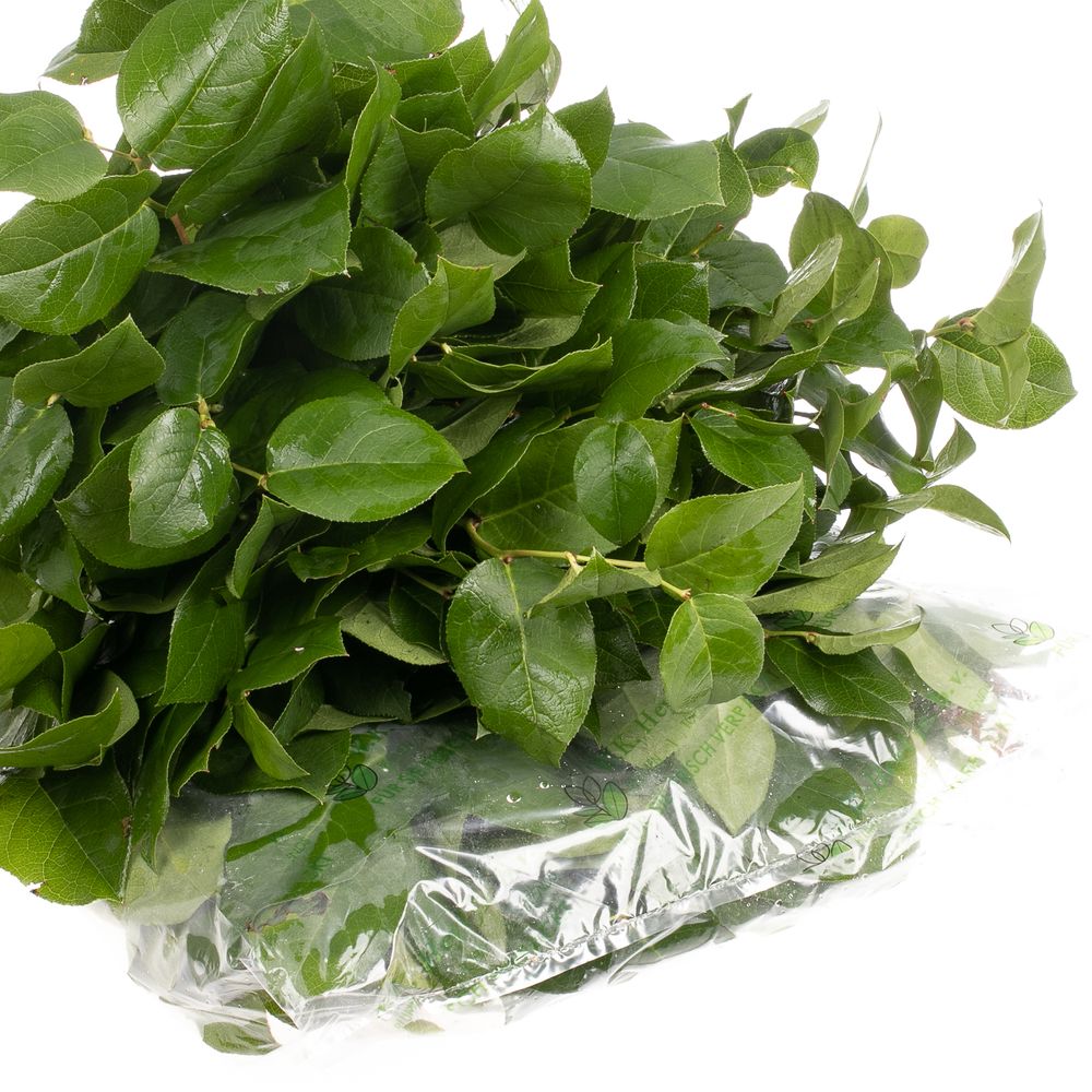 Salal grün Tips Wanne 300 Gramm