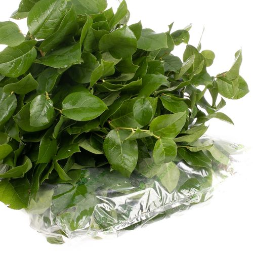 Salal grün Tips Wanne 300 Gramm