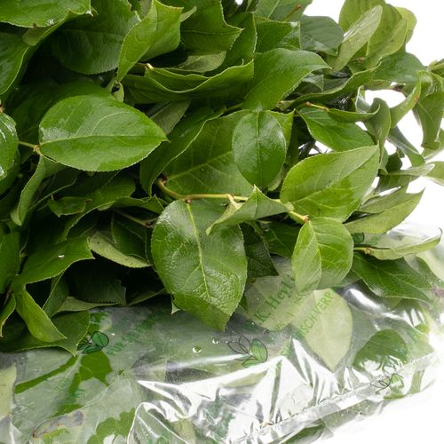 Salal grün Tips Wanne 300 Gramm