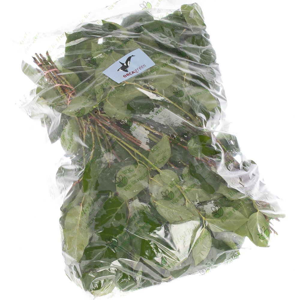 Salal grün Tips Wanne 300 Gramm