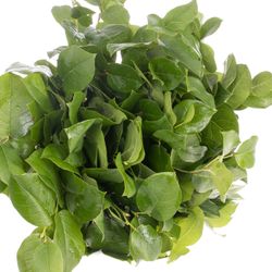 Salal grün Tips Wanne 300 Gramm