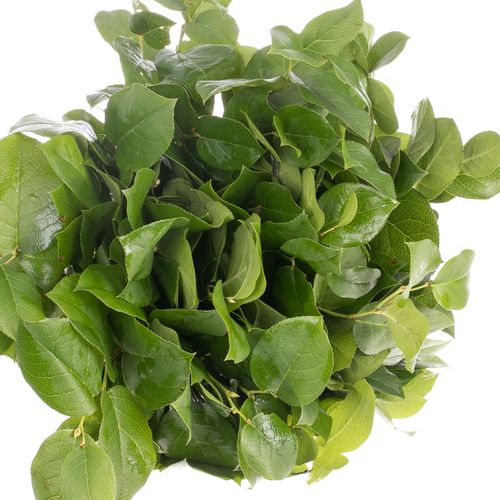 Salal grün Tips Wanne 300 Gramm