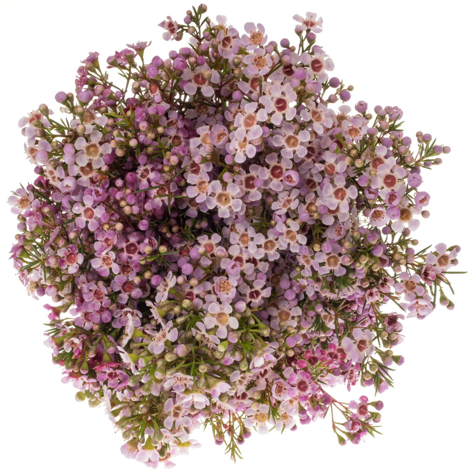 Wachsflower rosa/hell rosa Ochana 45 Gramm 70cm