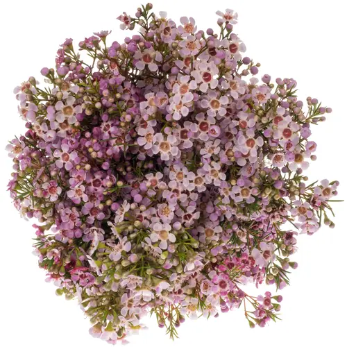 Wachsflower rosa/hell rosa Ochana 45 Gramm 70cm