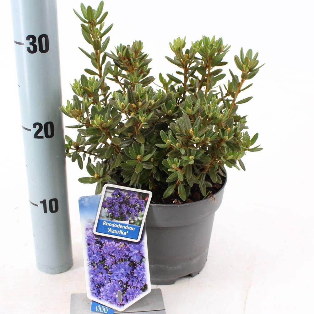 Rhododendron Azurika T17 H25