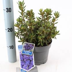 Rhododendron Azurika T17 H25