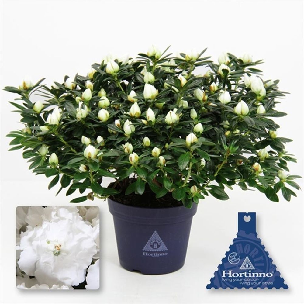 Azalea weiss  Belli T15 H35 