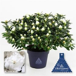 Azalea weiss  Belli T15 H35 