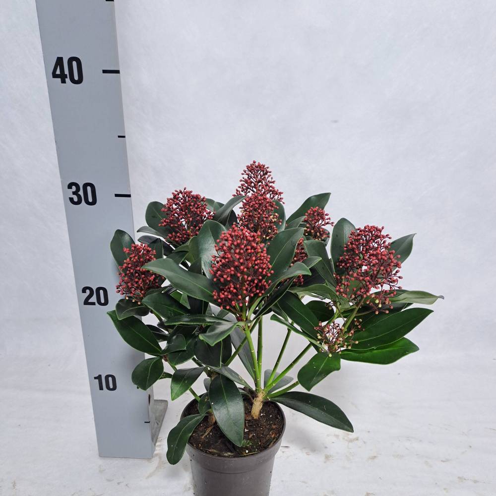 Skimmia Jap.Rubella 8+ T10,5 H030