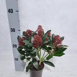 Skimmia Jap.Rubella 8+ T10,5 H030