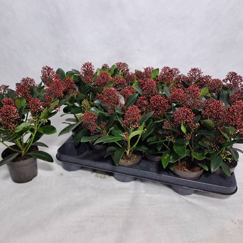 Skimmia Jap.Rubella 8+ T10,5 H030