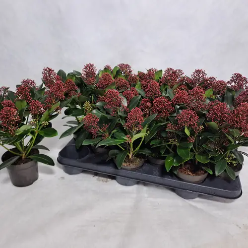 Skimmia Jap.Rubella 8+ T10,5 H030
