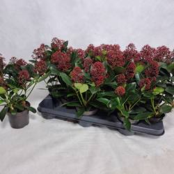 Skimmia rot Japonica Rubella 7+Blüte T10,5 H030