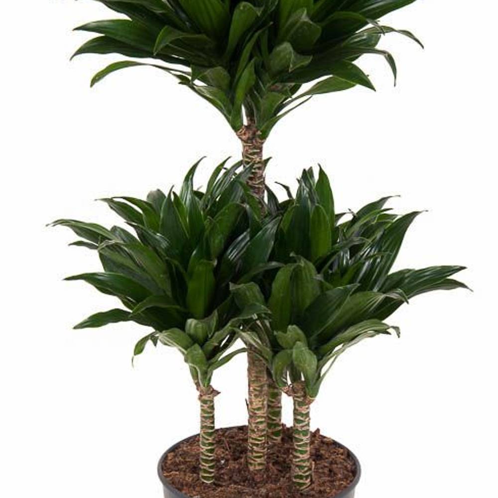 Dracaena 4er Compact T21 H080