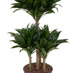 Dracaena 4er Compact T21 H080