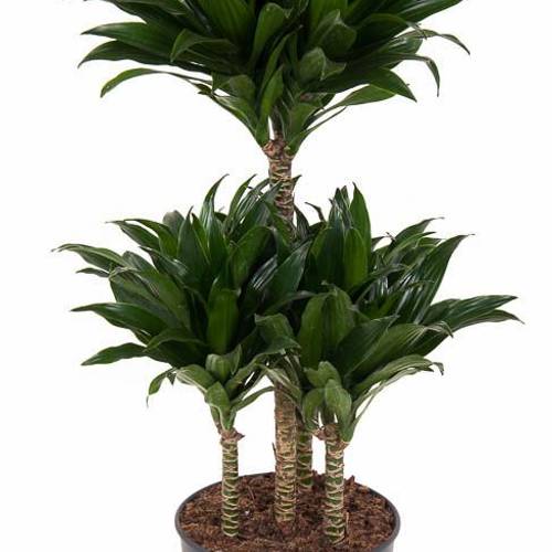 Dracaena 4er Compact T21 H080