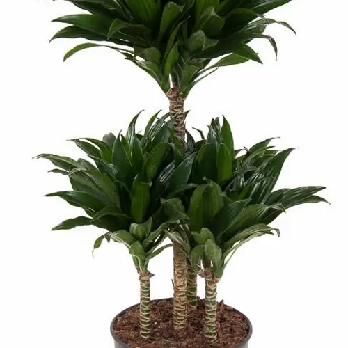 Dracaena 4er Compact T21 H080