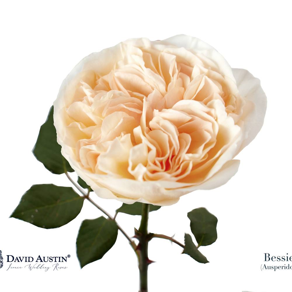 Rose apricot Bessie 50cm