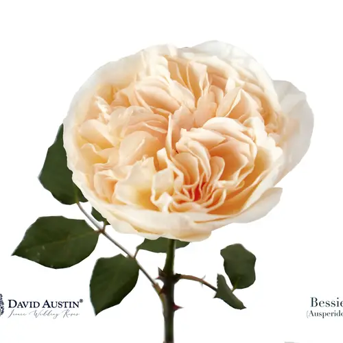 Rose apricot Bessie 50cm