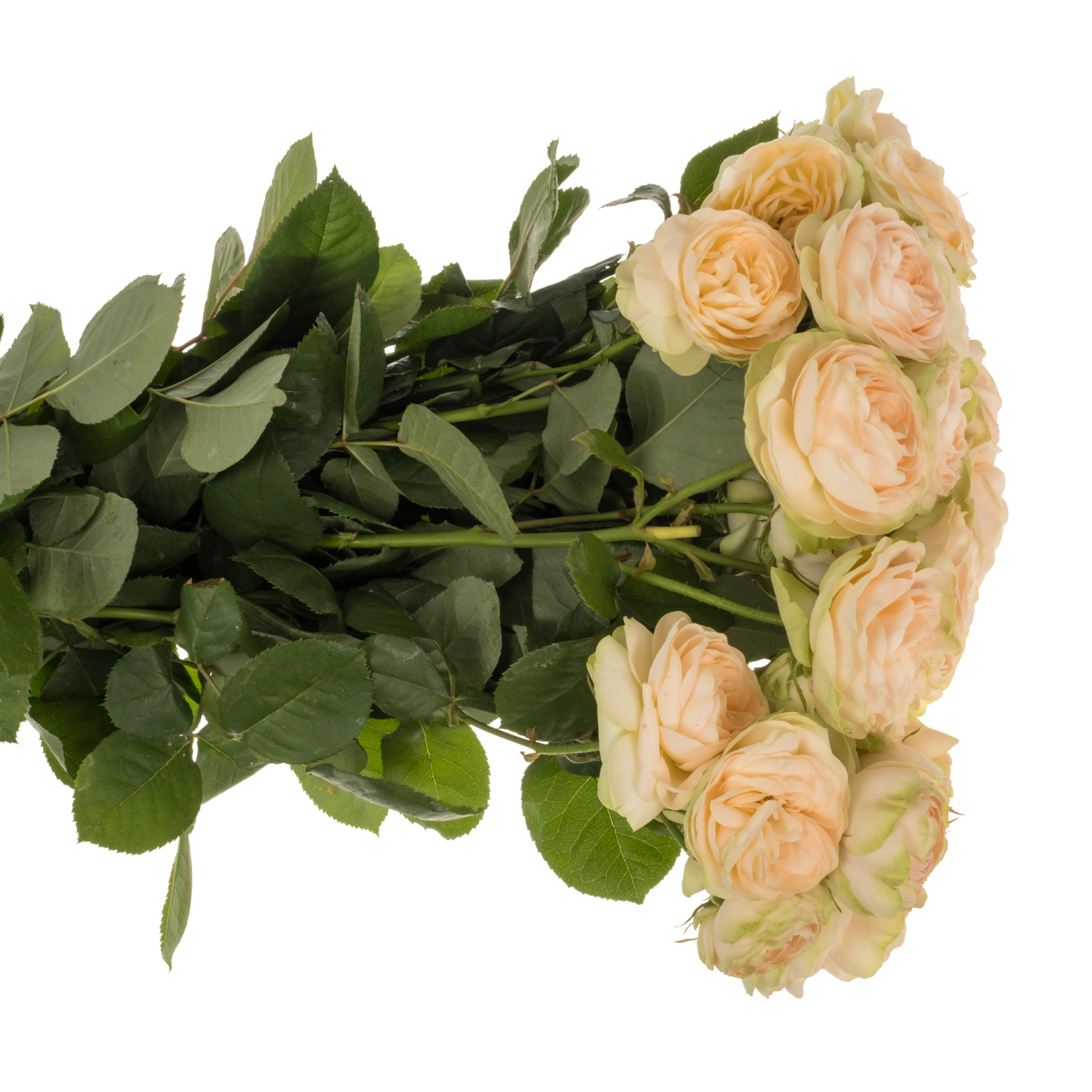 Rose verzweigt apricot Darlene 4+Blüte 60cm