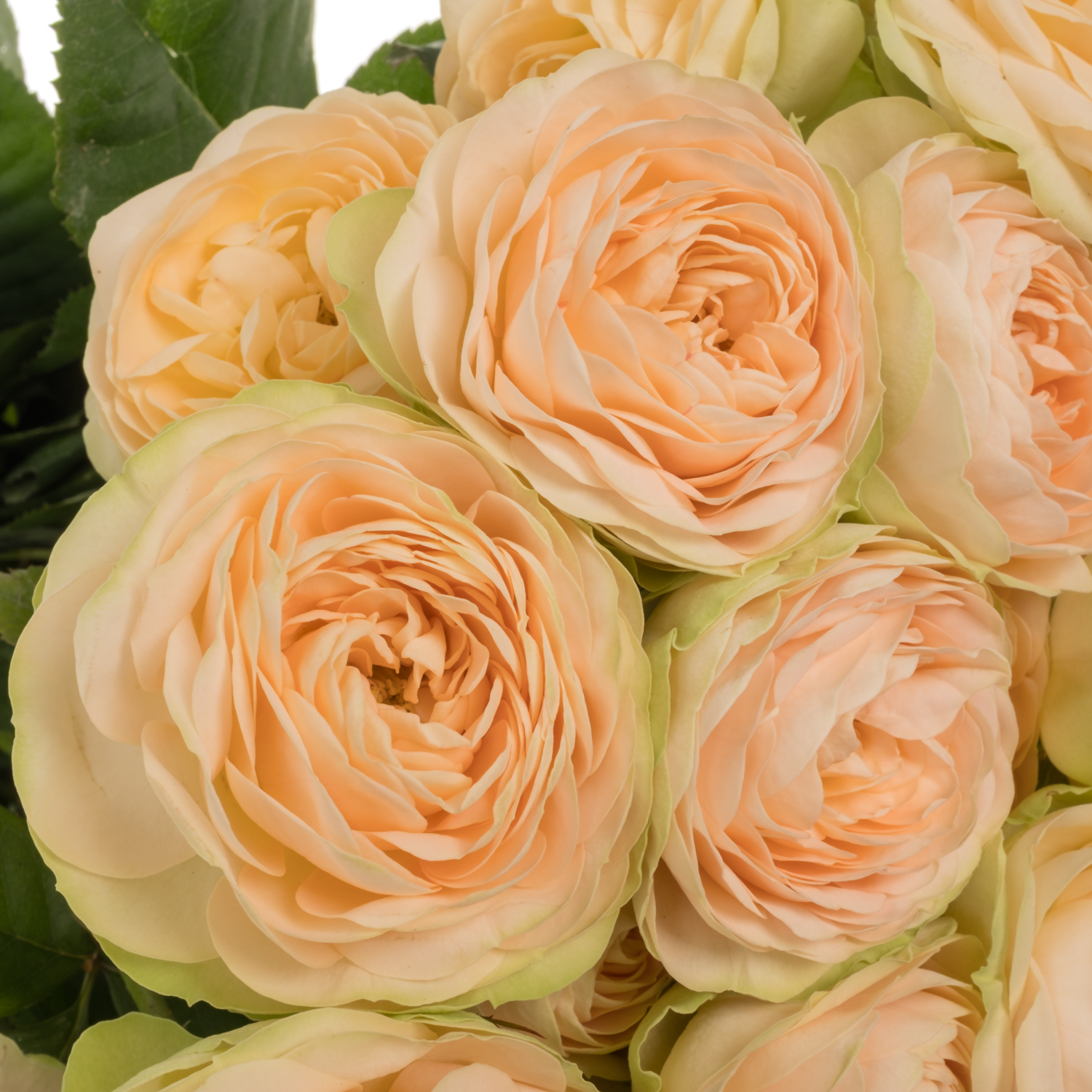 Rose verzweigt apricot Darlene 4+Blüte 60cm