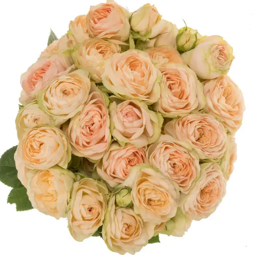 Rose verzweigt apricot Darlene 4+Blüte 60cm
