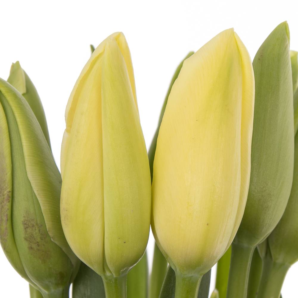 Franz.weiss Bollene 75 Gramm 65cm