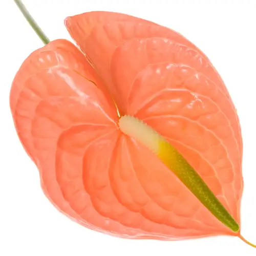 Anthurium lachs Farao Blüte 7cm