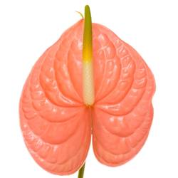 Anthurium lachs Farao Blüte 7cm