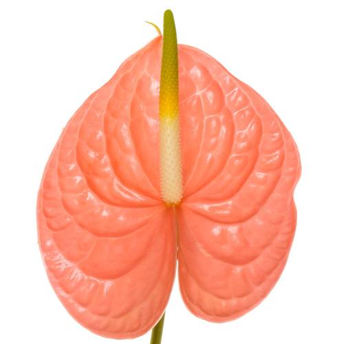 Anthurium lachs Farao Blüte 7cm