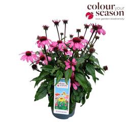 Echinacea rosa Sombrero T19 H040
