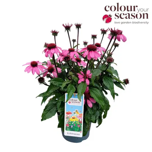 Echinacea rosa Sombrero T19 H040