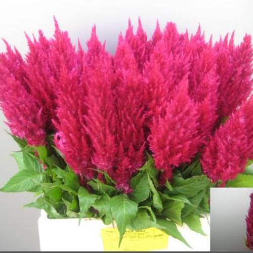 Celosia lila 65cm