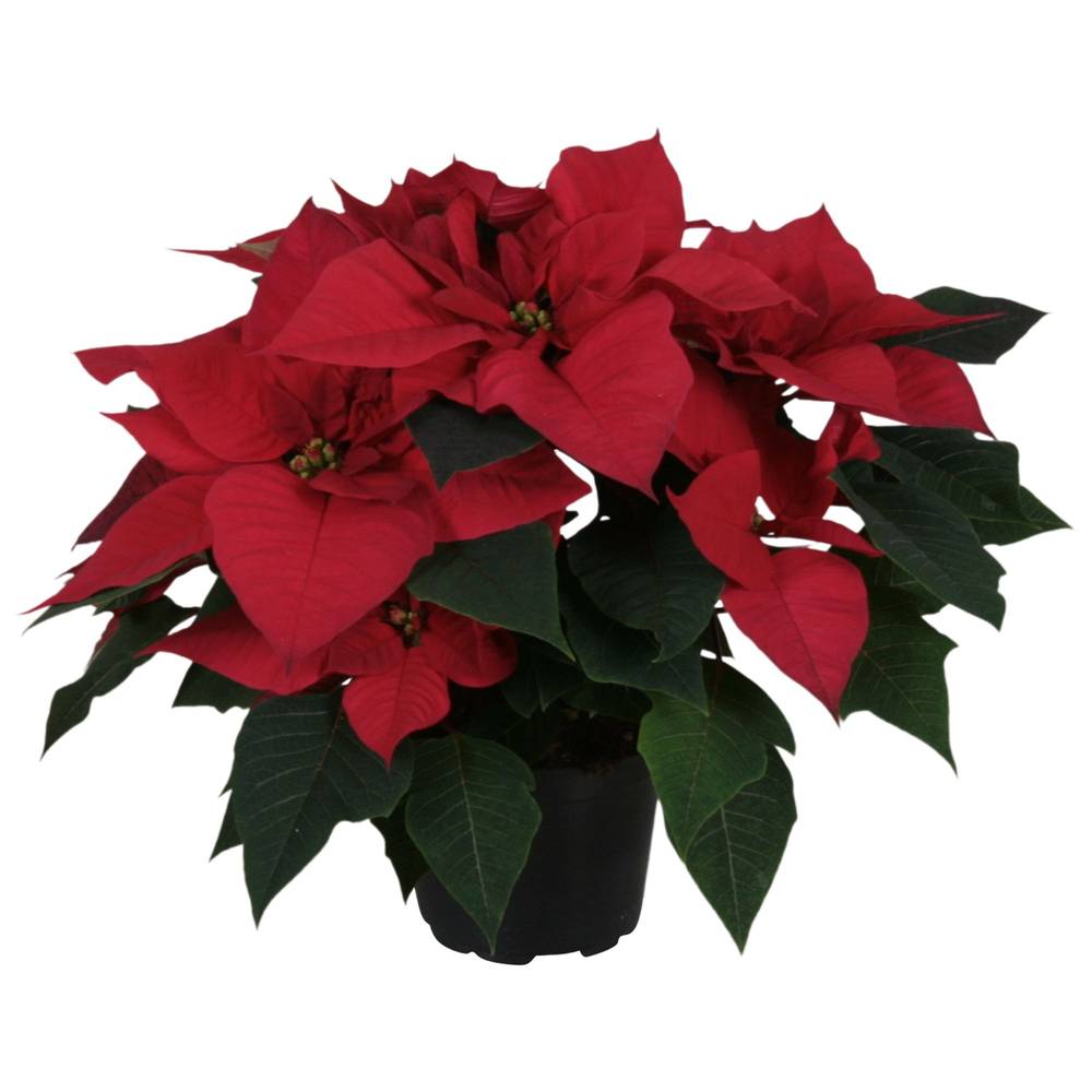 Poinsettia rot 5+ T12 H035
