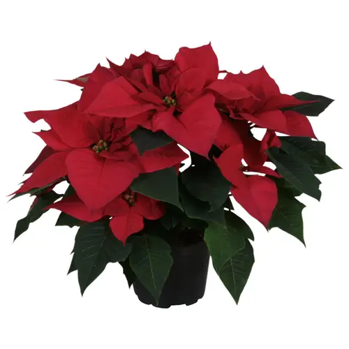 Poinsettia rot 5+ T12 H035