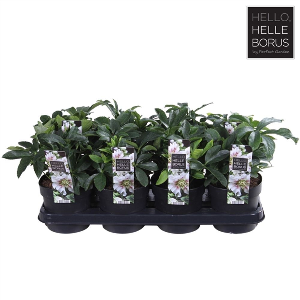 Helleb.weiss Orientalis Pearl T14 H30