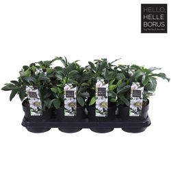 Helleb.weiss Orientalis Pearl T14 H30