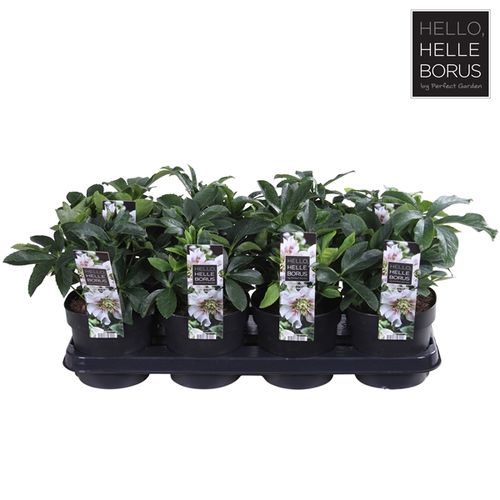 Helleb.weiss Orientalis Pearl T14 H30