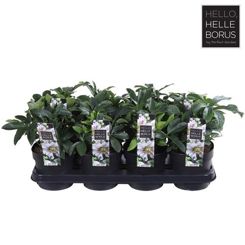 Helleb.weiss Orientalis Pearl T14 H30
