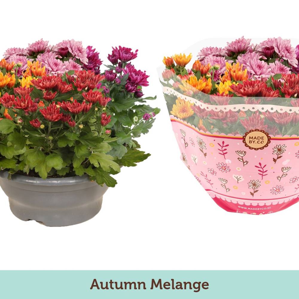 Chrys. Carnaval Autum Schalen T23 H025