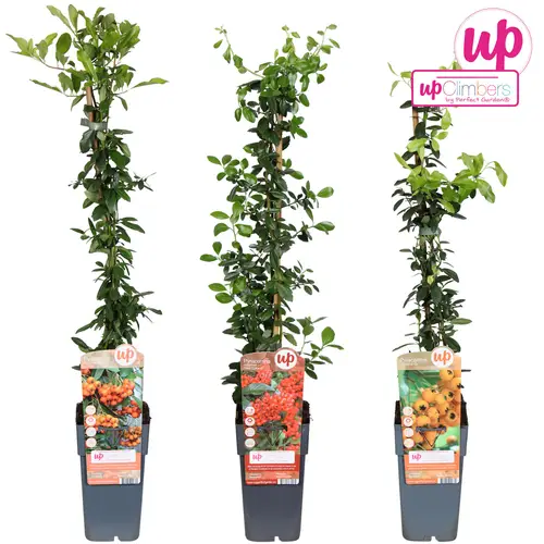 Pyracantha mix T15 H065