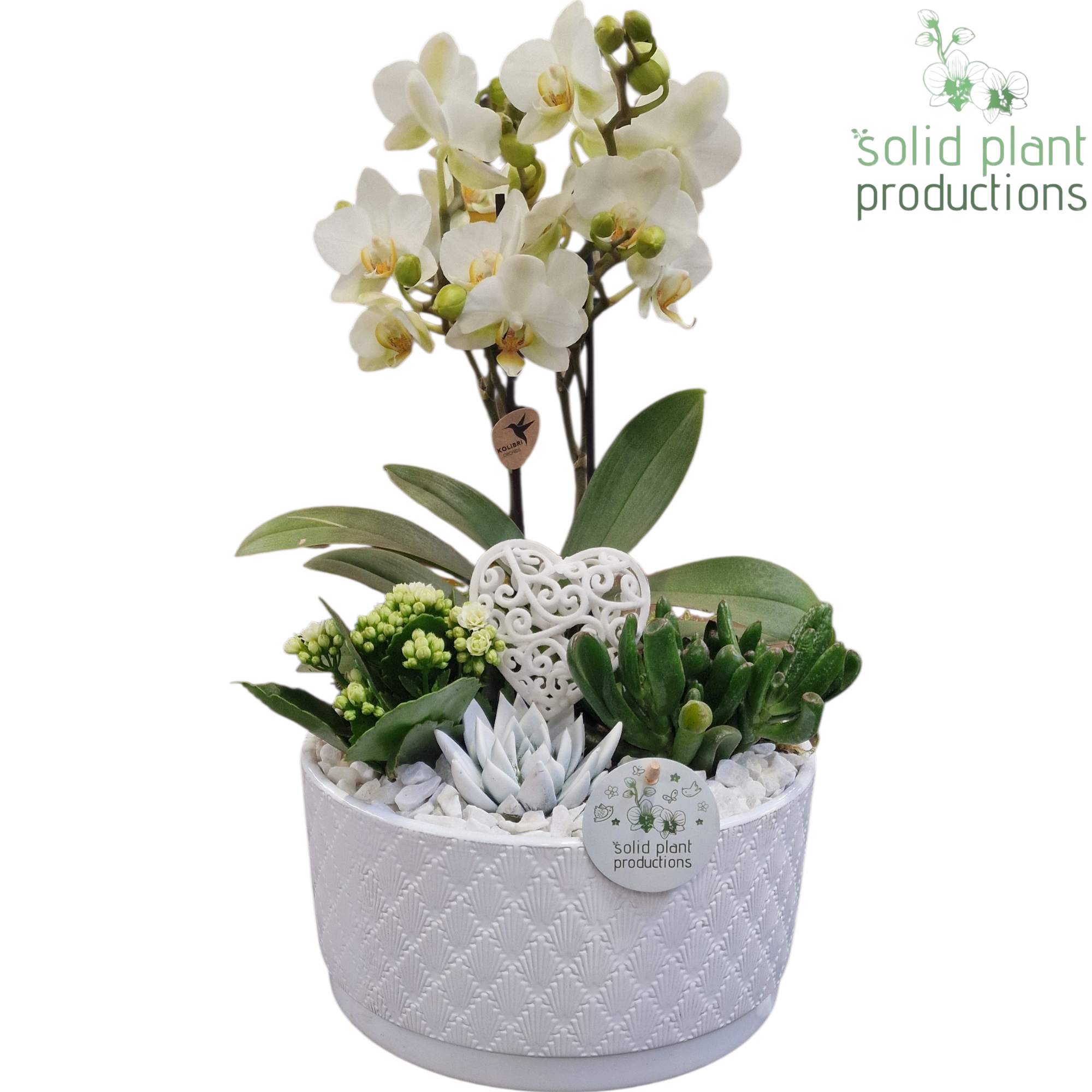 Phal.Arr Stella weiss PE004 WV T22 H045