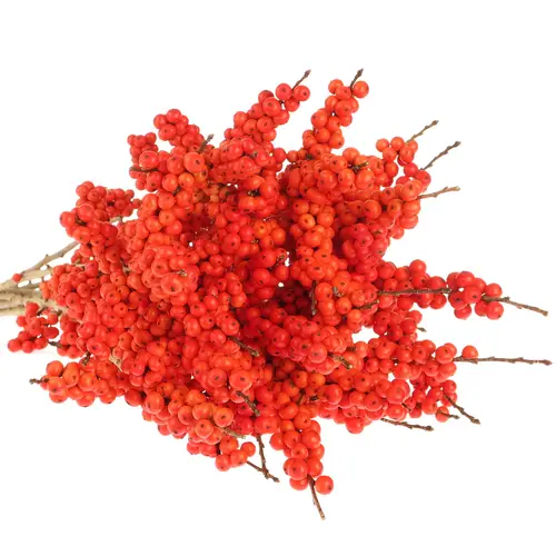 Ilex orange Magical Time 45cm