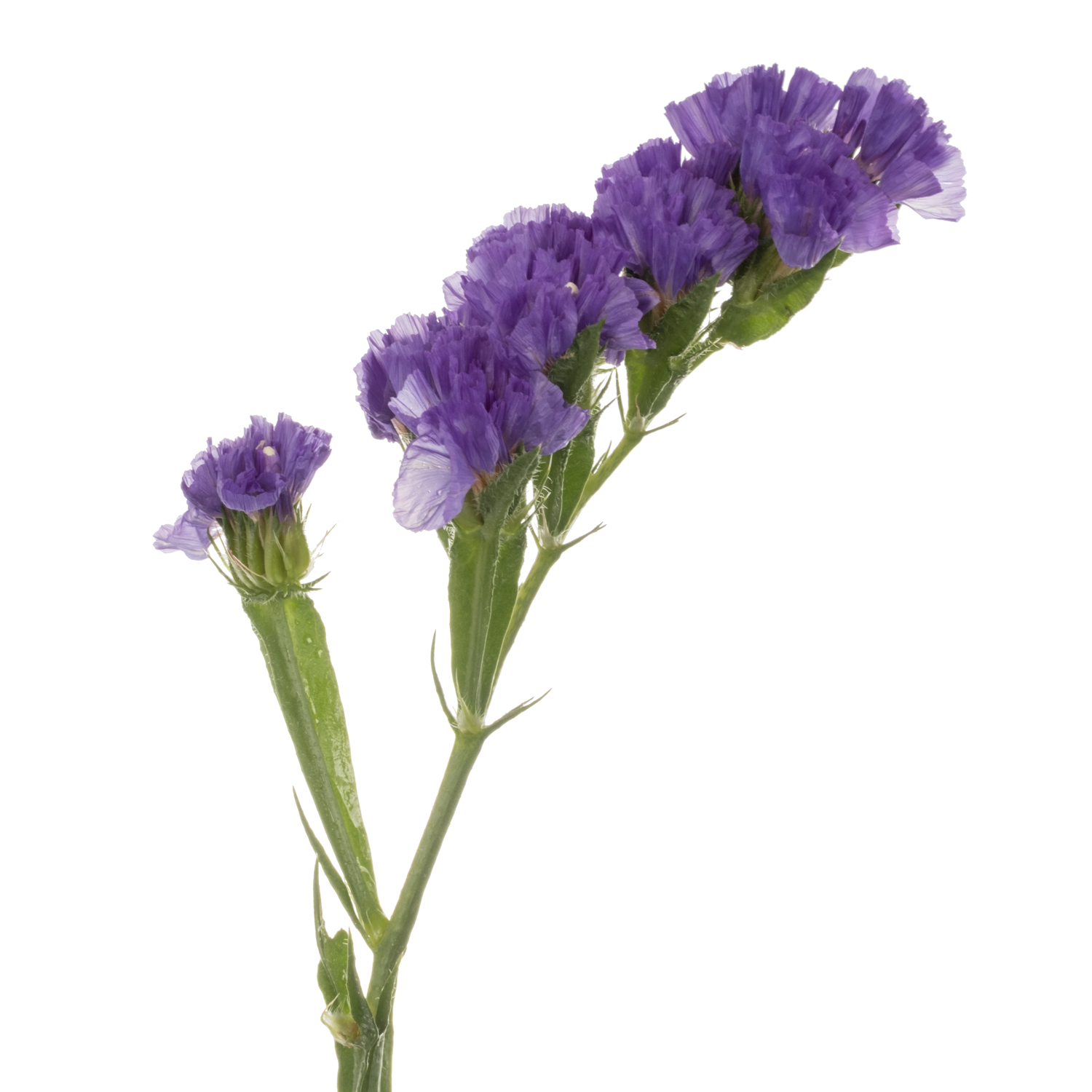 Statice violett Pippa Wings 75 Gramm 70cm
