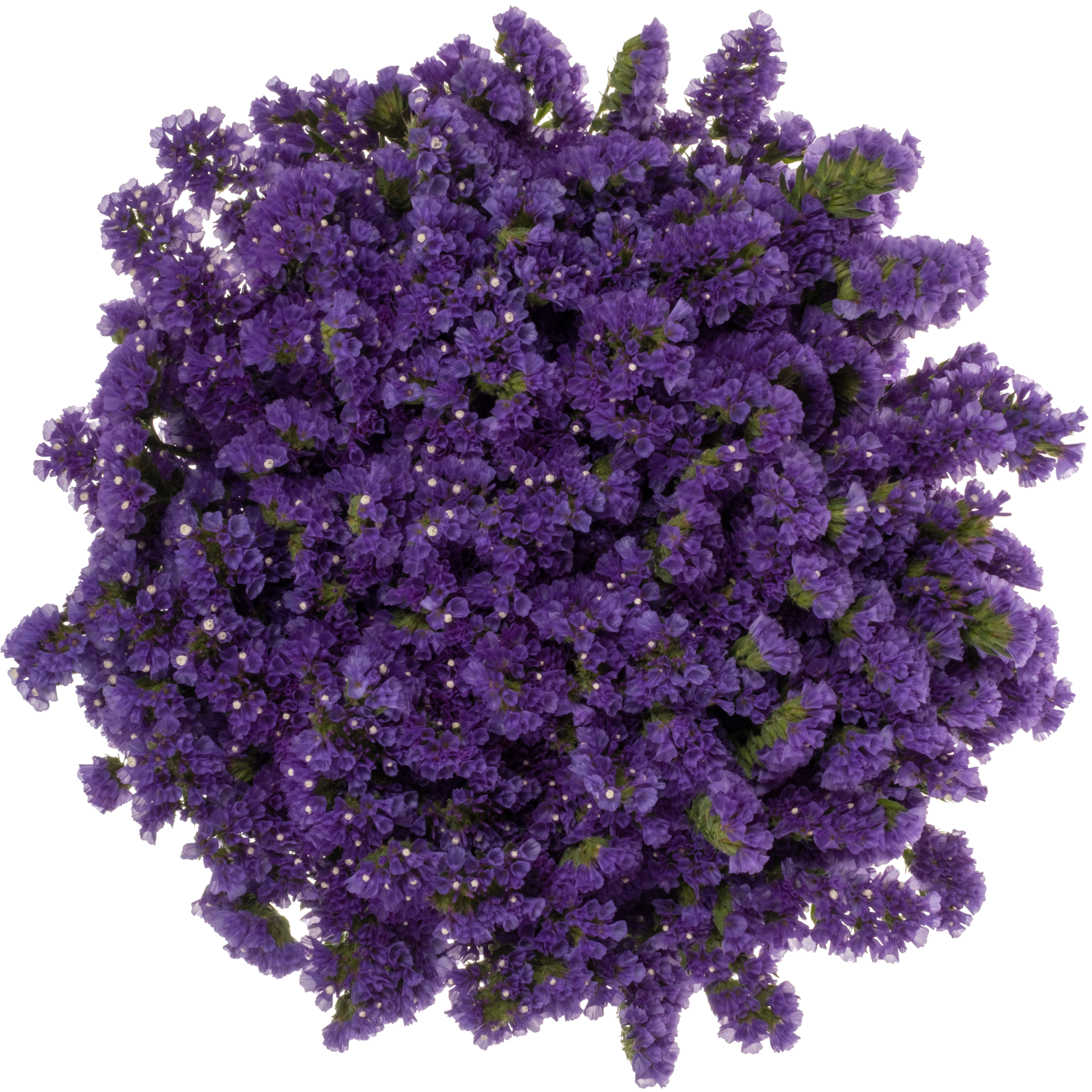 Statice violett Pippa Wings 75 Gramm 70cm