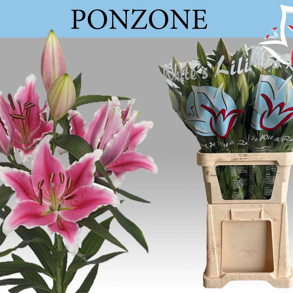 Lilie orientalisch dunkel rosa/weiss-dunkel rosa/weiss Ponzone 5+Blüte 90cm