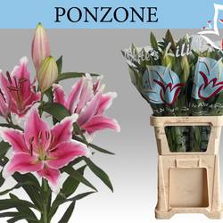 Lilie orientalisch dunkel rosa/weiss-dunkel rosa/weiss Ponzone 5+Blüte 90cm